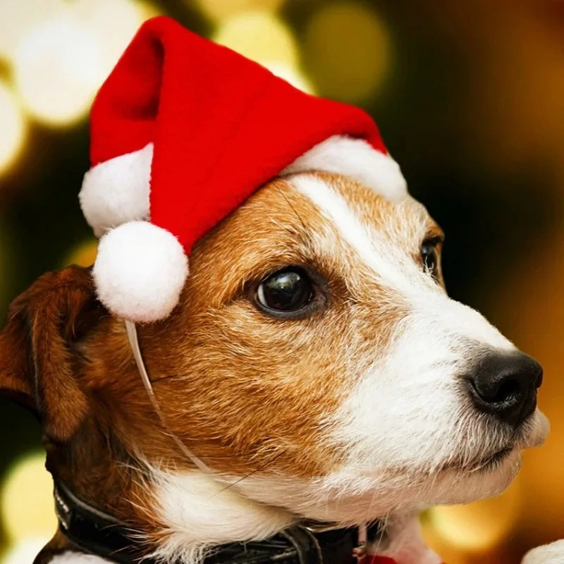 Gorro de Papai Noel para pets